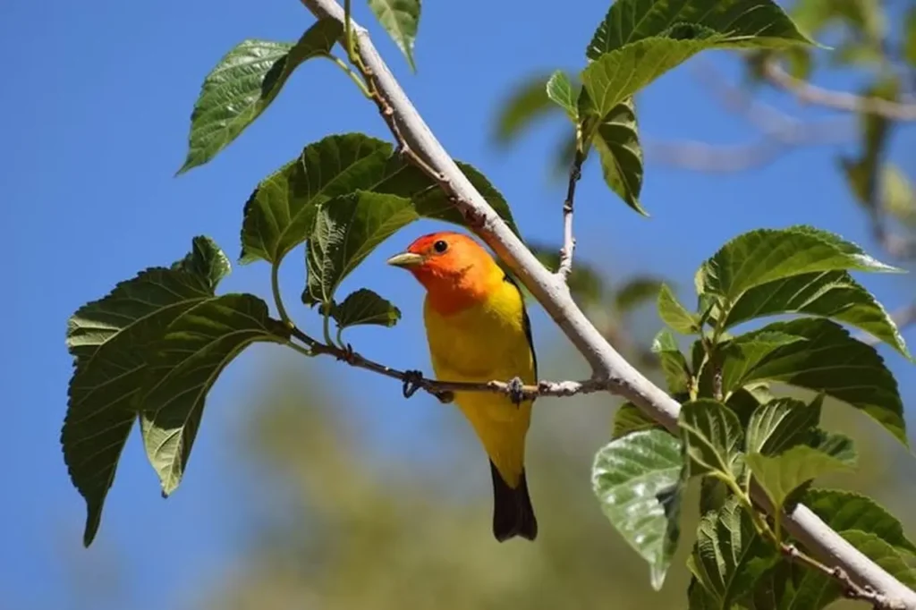 The-most-beautiful-yellow-bird-today-4