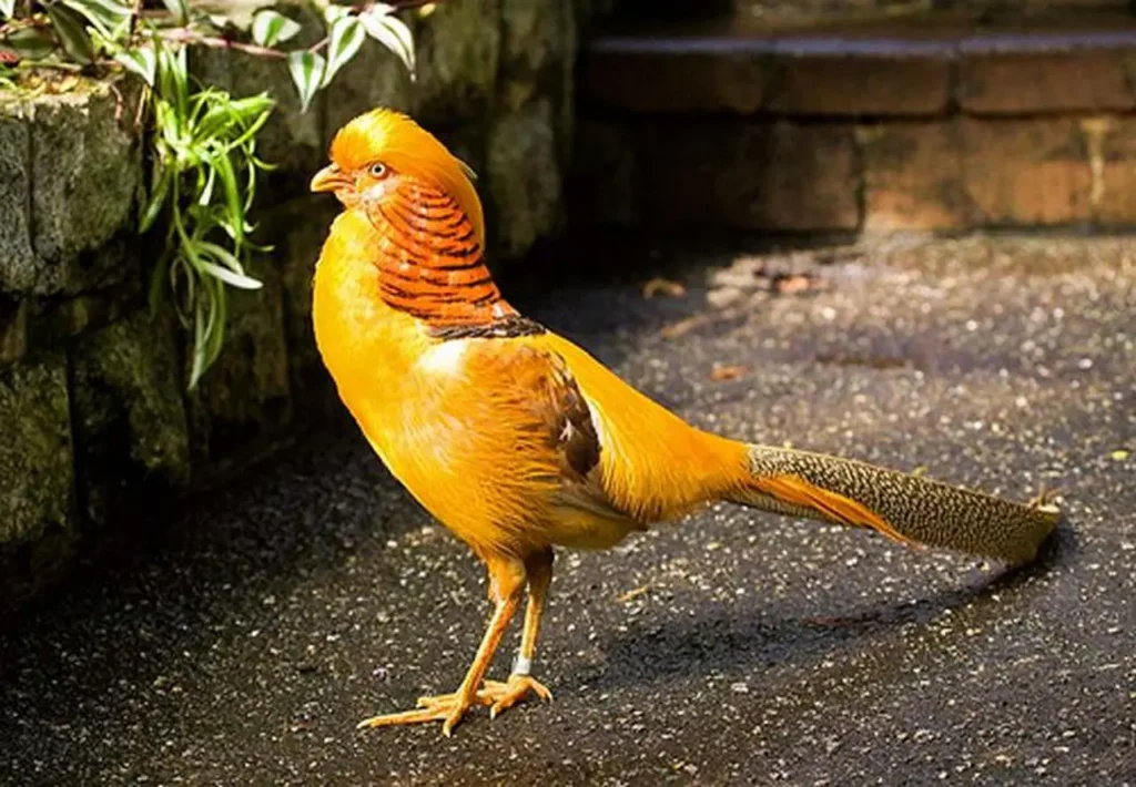 The-most-beautiful-yellow-bird-today-6