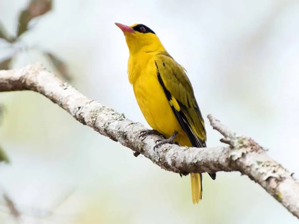 The-most-beautiful-yellow-bird-today-7