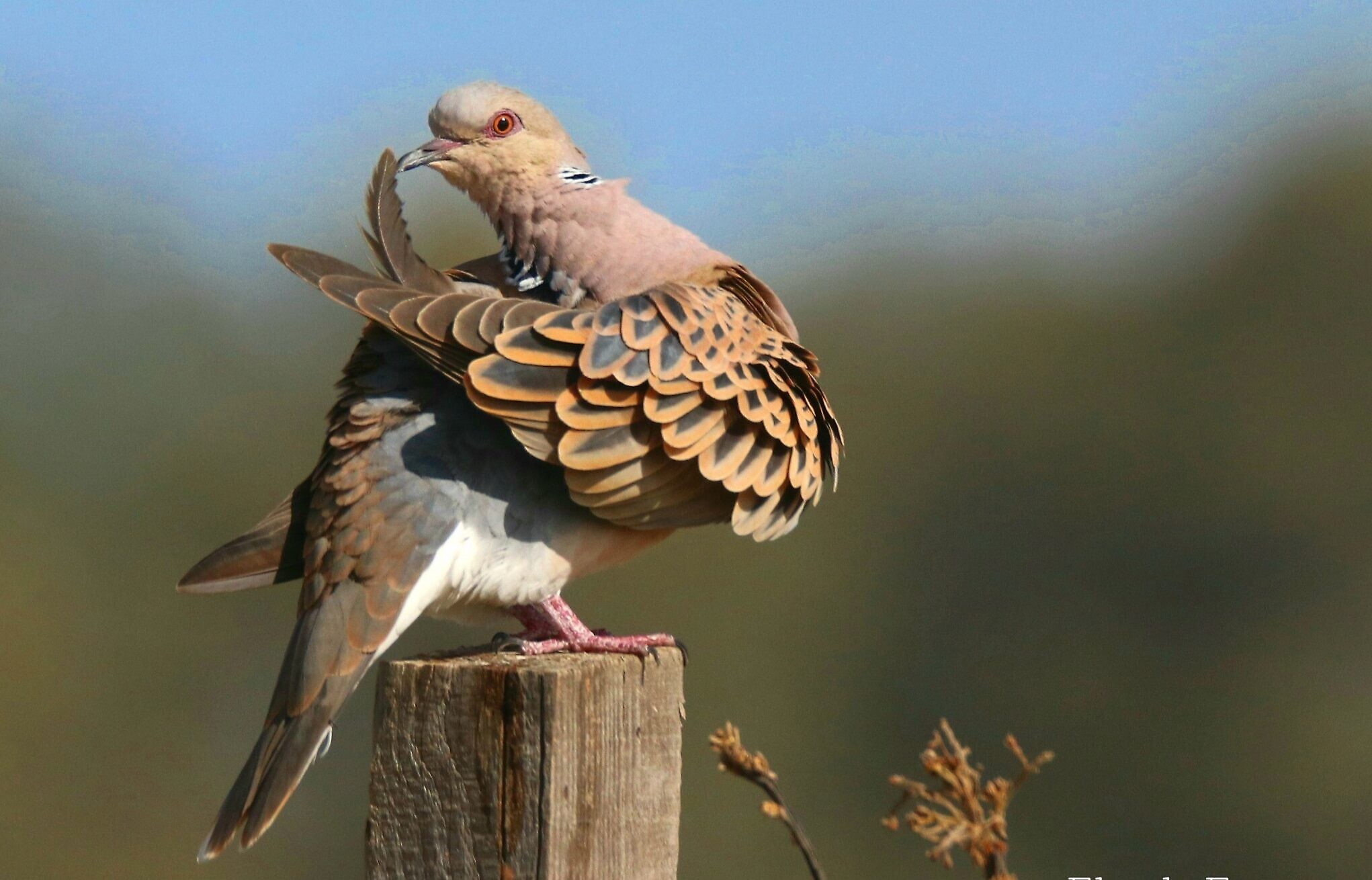 Italians set to decimate bird cited by Song of Songs as messenger of spring | The Times of Israel