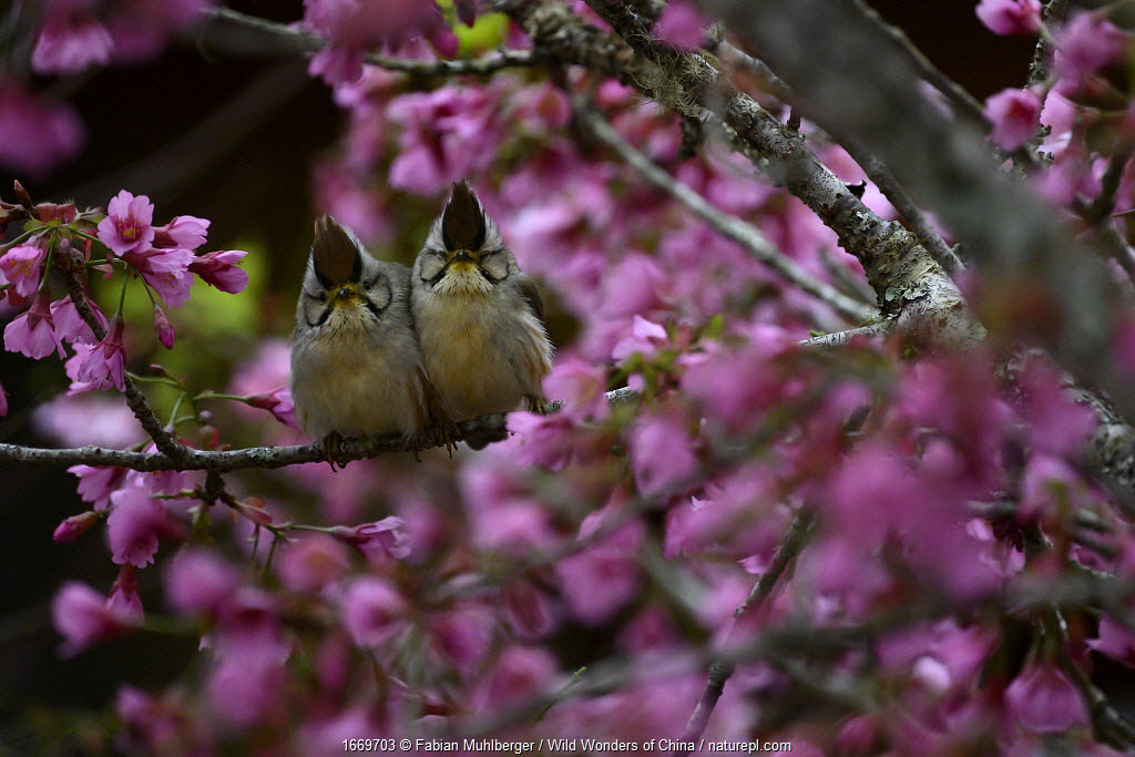 January & February 2021 Highlights | Nature Picture Library