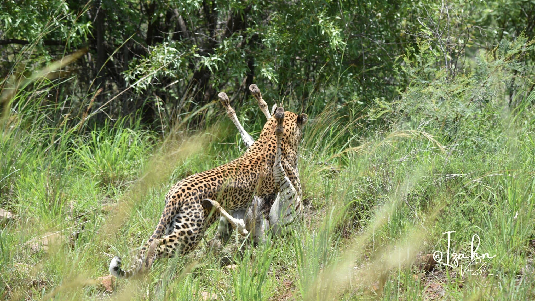 "Leopardo