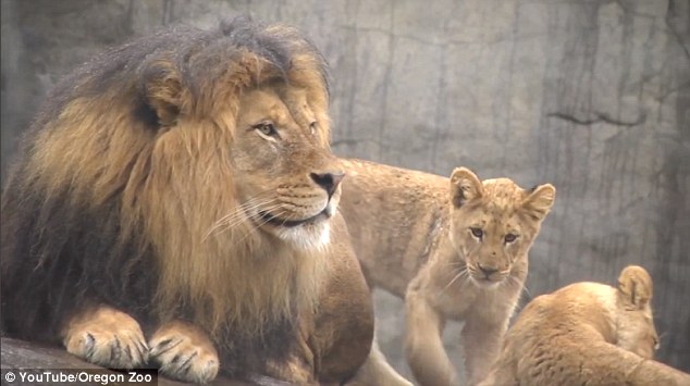 Thankfully there were no injuries from the encounter as the cubs wanted to play games with their ferocious father