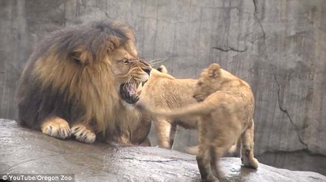 It's difficult to tell whether this is a warning from the father, or perhaps it's just a yawn