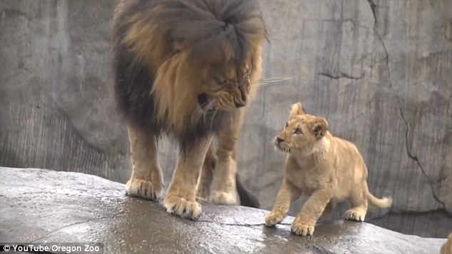 The adult male is forced to navigate to a different spot to escape the pestering of the cubs