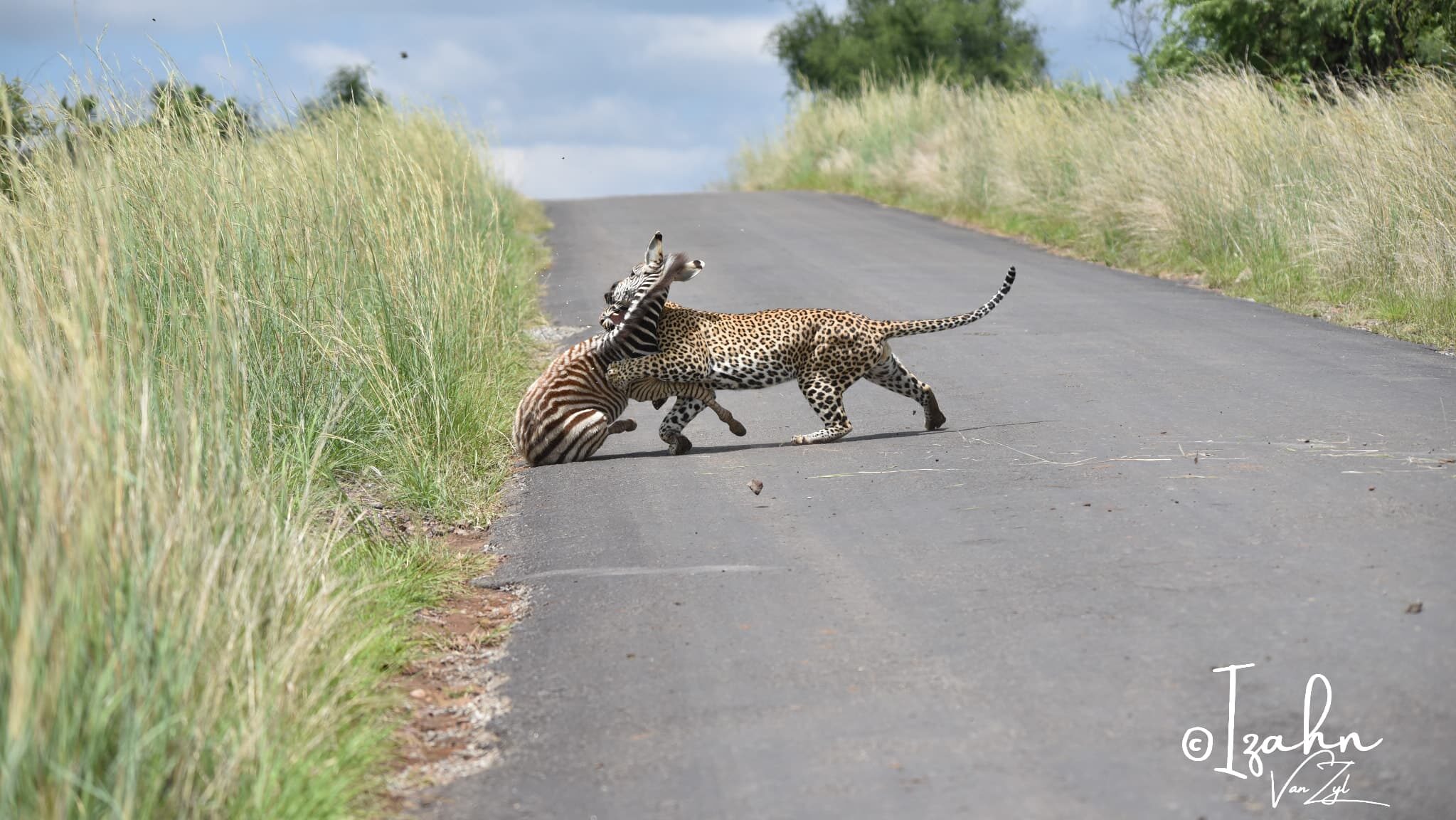 "Leopardo