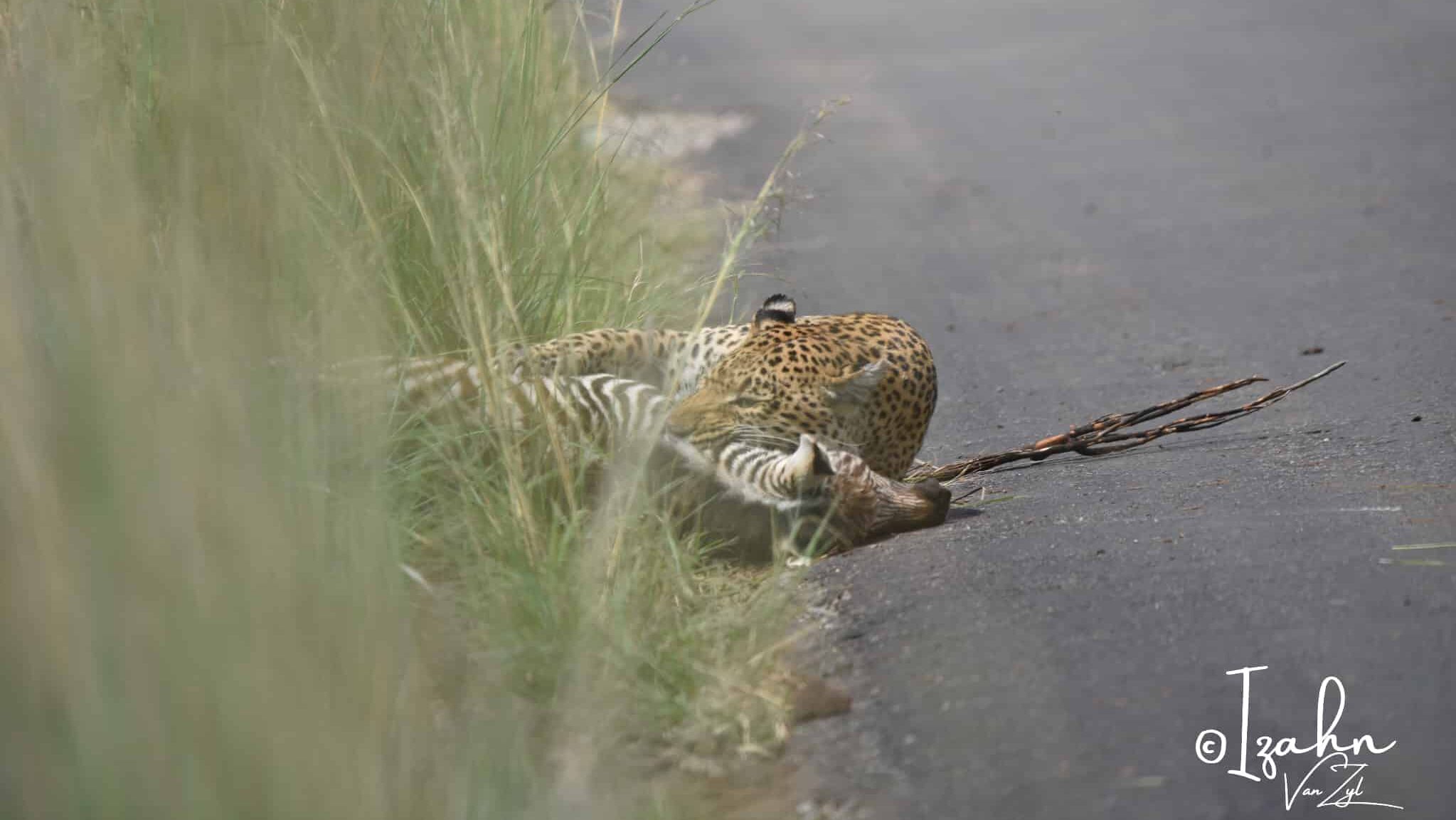 "Leopardo