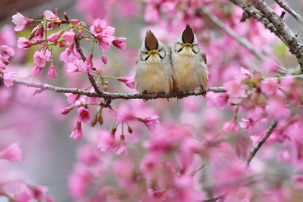 Taiwan yuhina, Yuhina brunneiceps, among cherry blossoms, Alishan National Scenic Area, Taiwan | Staffan Widstrand