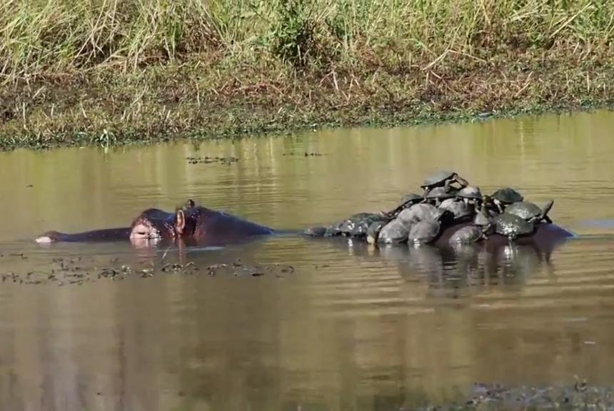 Mire: 20 tortugas toman el sol en la espalda de un hipopótamo - espanol.upi.com