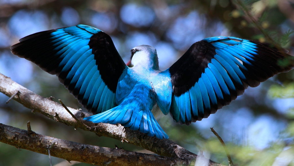 File:Woodland Kingfisher, Halcyon senegalensis at Marakele National Park, South Africa (8316915737).jpg - Wikimedia Commons