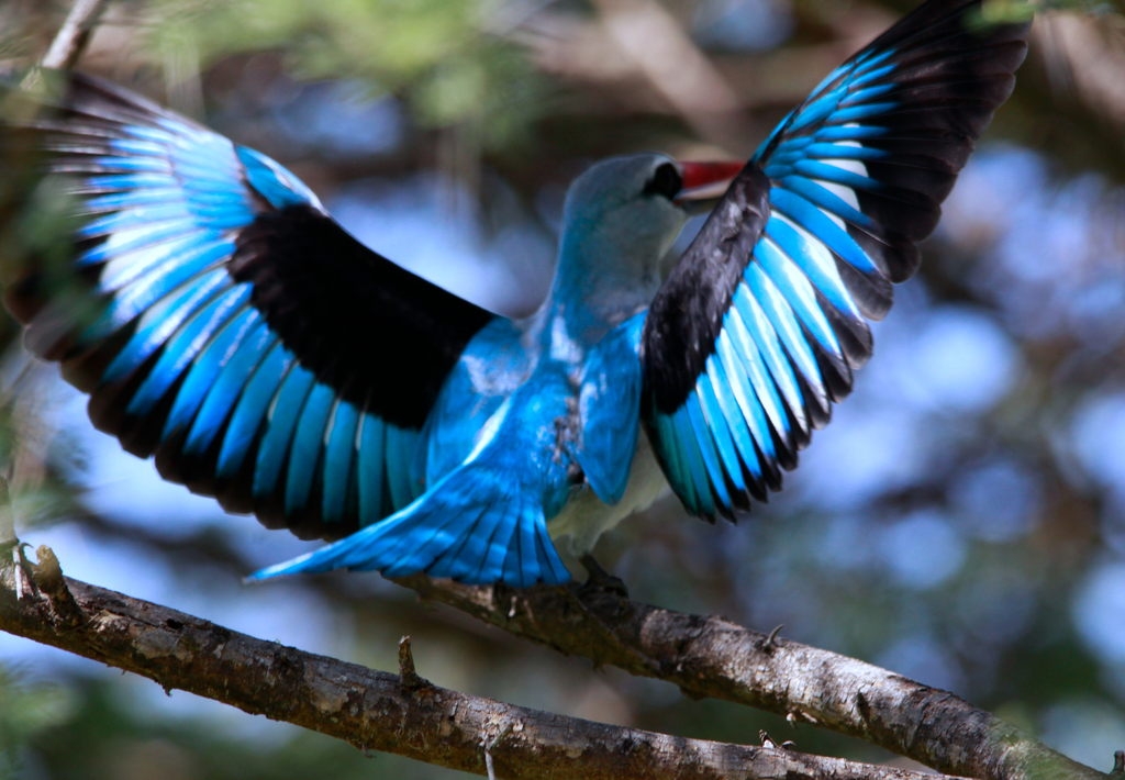 File:Woodland Kingfisher, Halcyon senegalensis at Marakele National Park, South Africa (8316917201).jpg - Wikimedia Commons