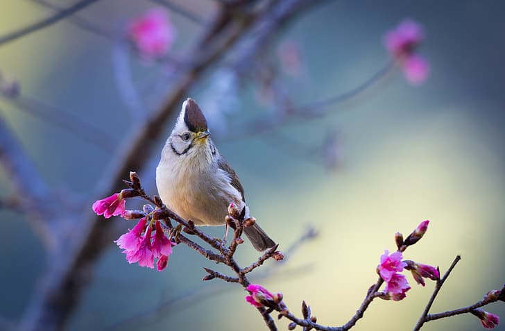 HD wallpaper: bird, branch, Taiwan yuhina | Wallpaper Flare