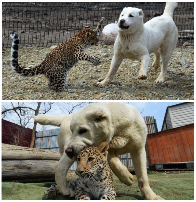 The leopard grew up under the love of the dog's mother. (Photo: Actualidad.rt.com)