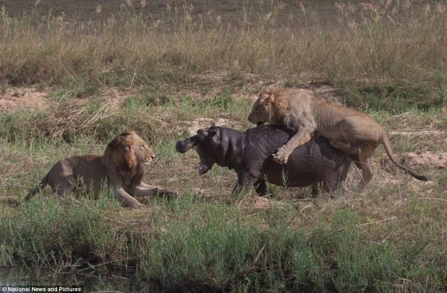 Photo series: Hippo and the battle for survival with hungry lions - 1