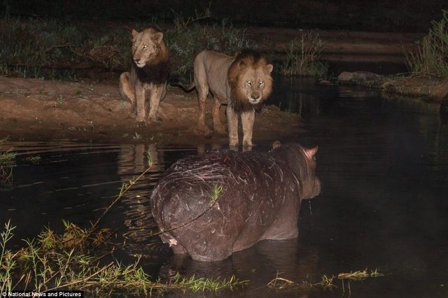 Photo series: Hippo and survival battle with hungry lions - 2