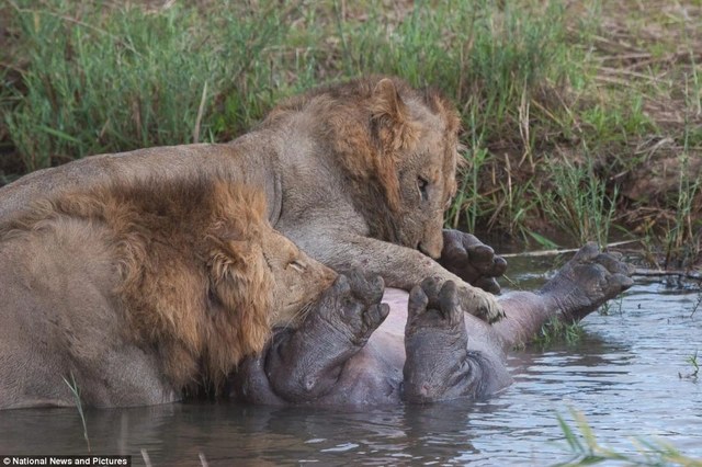 Photo series: Hippo and the battle for survival with hungry lions - 11