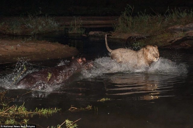 Photo series: Hippo and the battle for survival with hungry lions - 3