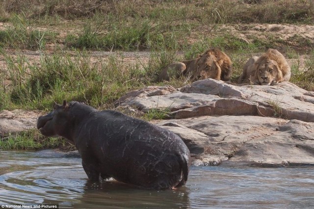 Photo series: Hippo and the battle for survival with hungry lions - 4