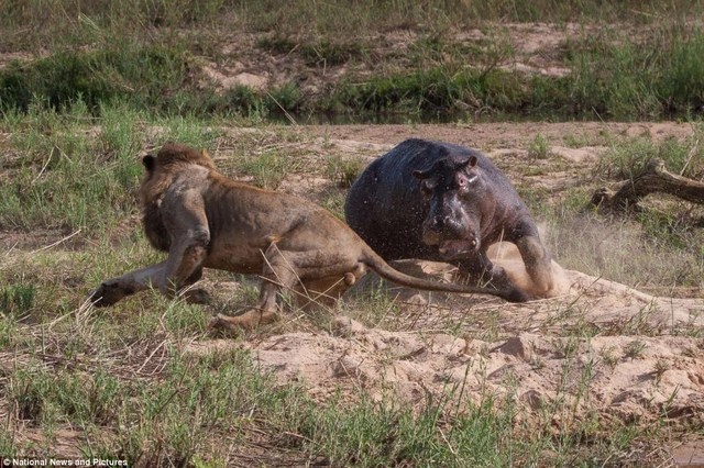 Photo series: Hippo and survival battle with hungry lions - 5