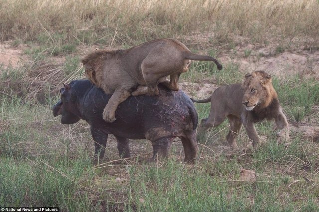 Photo series: Hippo and survival battle with hungry lions - 6