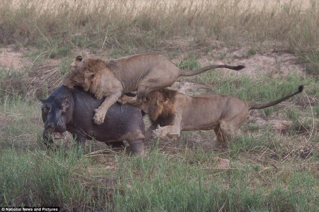 Photo series: Hippo and survival battle with hungry lions - 7