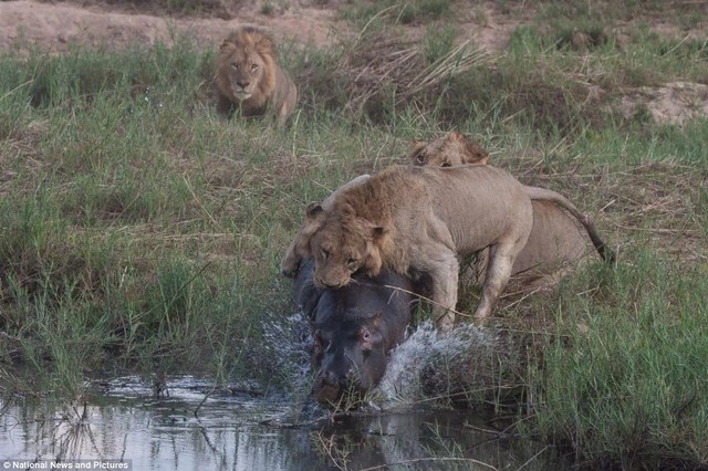 Photo series: Hippo and the battle for survival with hungry lions - 8