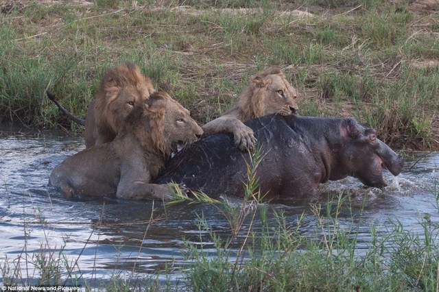 Photo series: Hippo and the battle for survival with hungry lions - 9