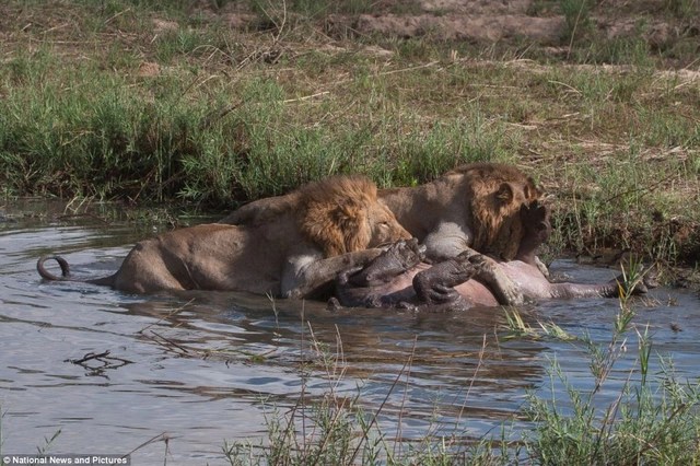 Photo series: Hippo and the battle for survival with hungry lions - 10