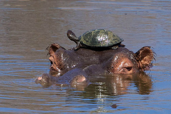 El Parque Nacional Kruger ve lindas tortugas hacer autostop en la cola de un hipopótamo | Naturaleza | Noticias | Express.es