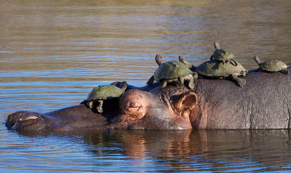 El Parque Nacional Kruger ve lindas tortugas hacer autostop en la cola de un hipopótamo | Naturaleza | Noticias | Express.es