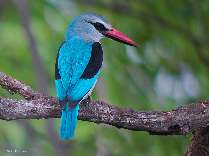 Woodland Kingfisher (Halcyon senegalensis) · iNaturalist Guatemala