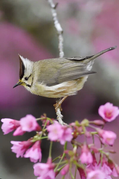 Taiwan yuhina (Yuhina brunneiceps) perched amongst pink