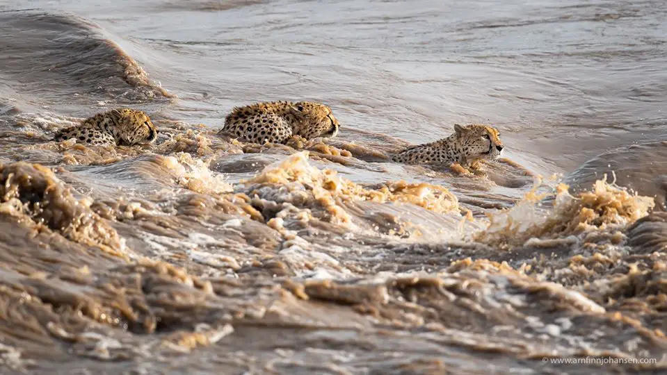 Five Cheetah Brothers Swimming Across Flooded River