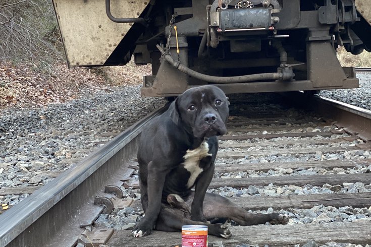 Lucky, the abandoned dog found on SEPTA train tracks, is making ...