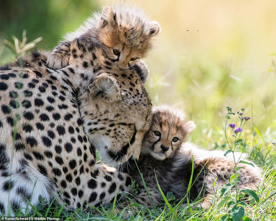 The bumper brood was spotted this week in the Maasai Mara by photographers Yaron Schmid and Amy Montminy