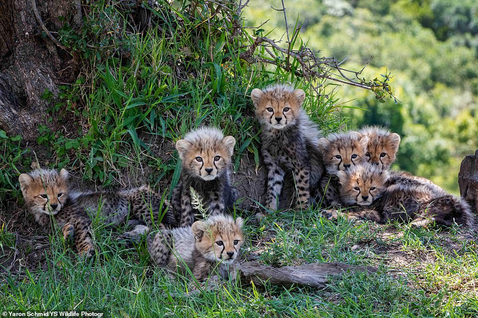 A cheetah has given birth to a giant litter of seven adorable cubs who have already escaped the clutches of a lioness