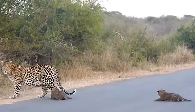 Despite a few setbacks, and one of her cubs deciding to have a rest in the middle of the road, the three leopards all make it across safely and disappear again