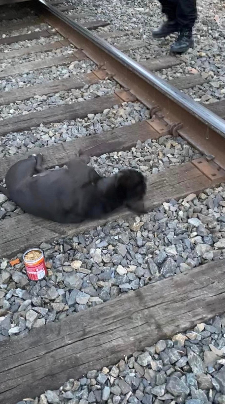 Perro tirado y atropellado por un tren se salva y lo adoptan