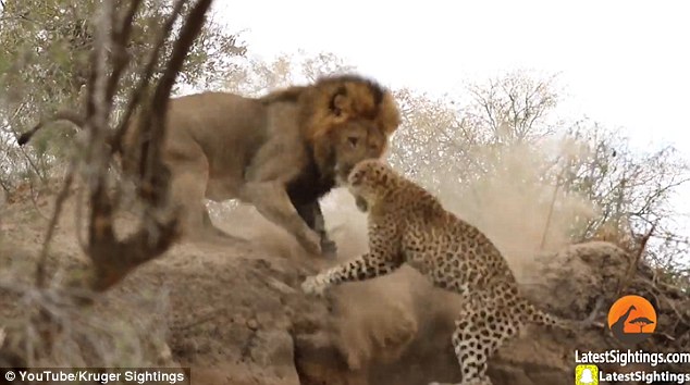 Fortunately the lion didn't kill the leopard, but it did scare the living daylights out of it