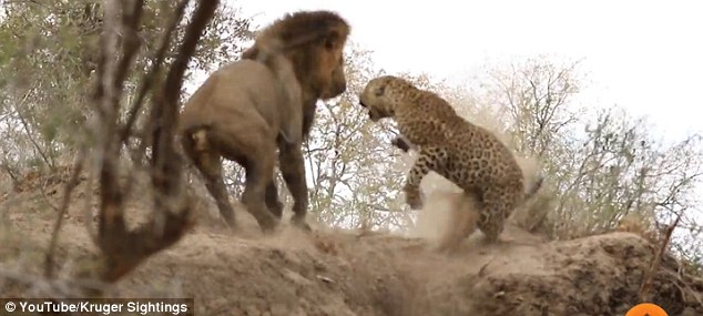 The leopard jumped into the air in shock and began swiping away at its disturber