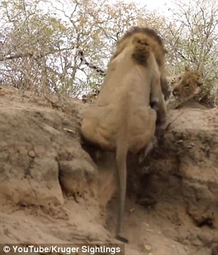 Matthew Poole, a guide at the park, watched the scene play out and captured the intense moment on camera.