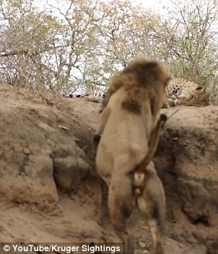 The huge male lion leapt up to the leopard and surprised it while it slept on a mound