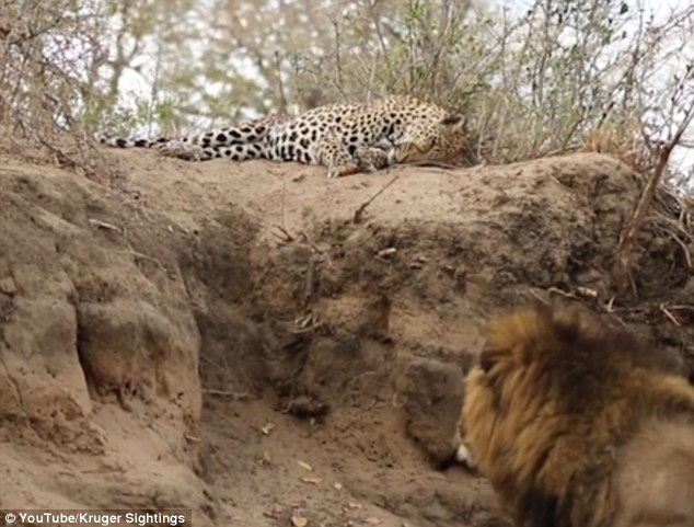 Guests at the Sabi Sands private game reserve in South Africa watched on as a lion crept up on his fellow big cat