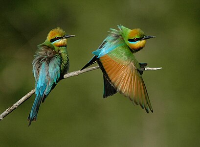 Rainbow bee-eater - Wikipedia