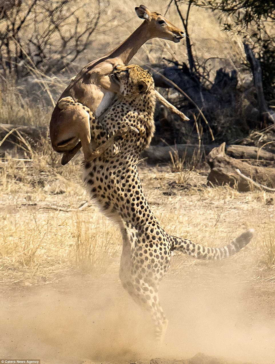 El guepardo siguió a su presa hacia el cielo y detuvo a los antílopes en el aire en el Parque Nacional Pilanesberg en Sudáfrica.