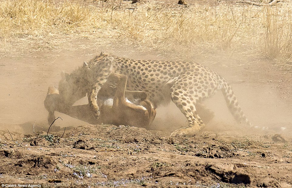 El gran felino ataca a su presa segundos antes de que dos cachorros aparezcan y arrastren al impala lejos del lugar de la matanza en Sudáfrica.