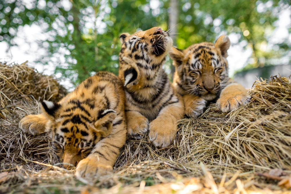Junona range forest | 3 tiger cubs dead in Maharashtra - Telegraph India