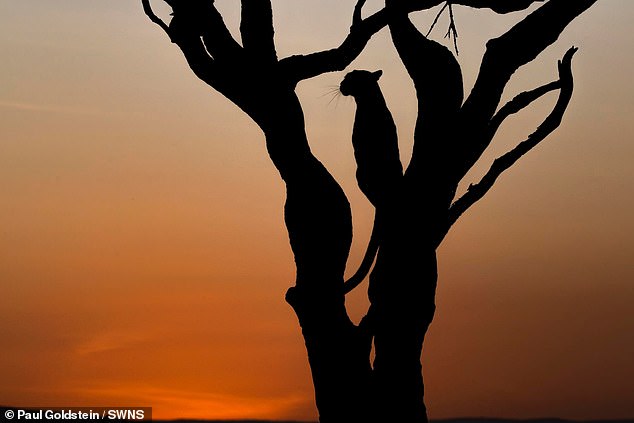 Spot (representado en el árbol) había disfrutado cenando bajo el sol la noche anterior.