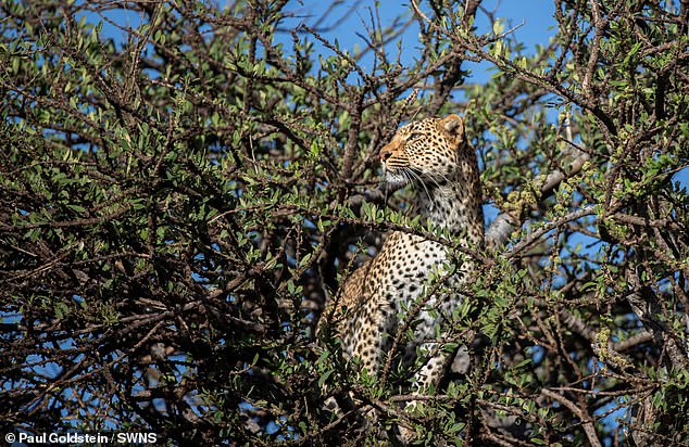 Un leopardo en Kenia hace que un león deje su árbol... y haga caca en él - Newsfeeds