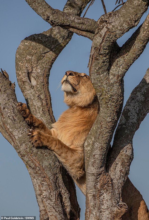 Un leopardo en Kenia hace que un león deje su árbol... y haga caca en él - The Aмed Post